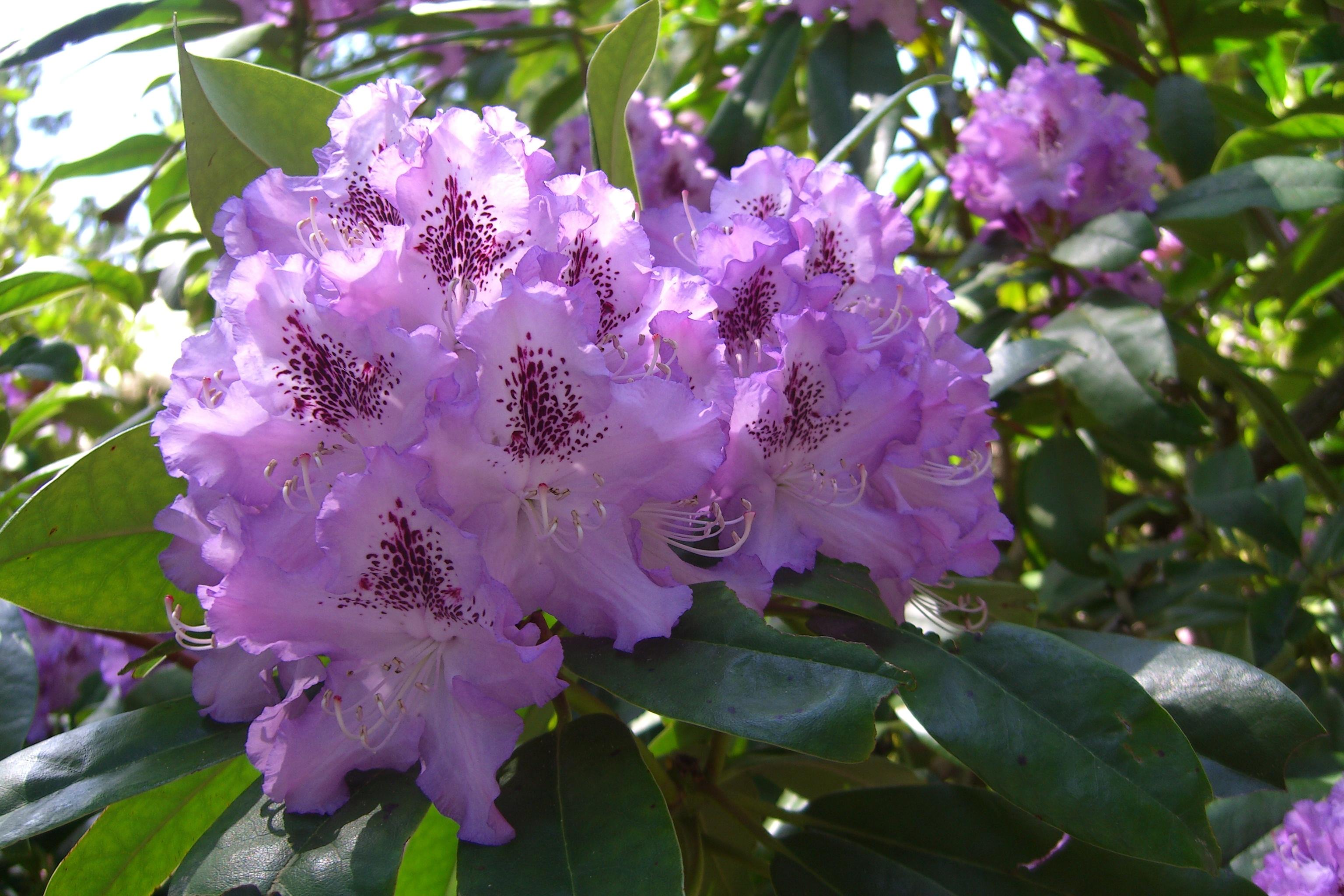 RUFFLES IN NATURE