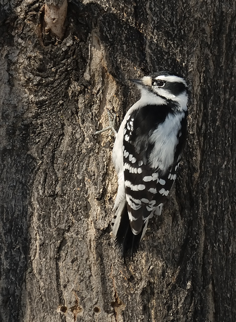 Downy Woodpecker