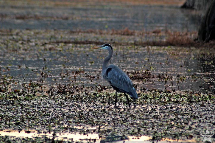 Blue Heron
