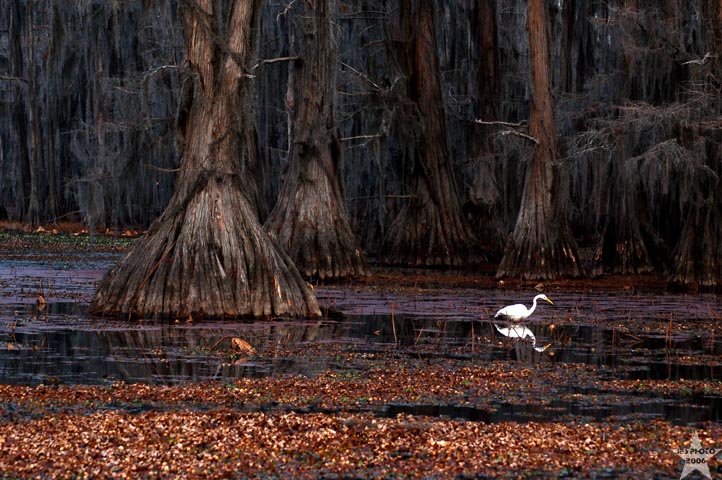 Caddo Bird