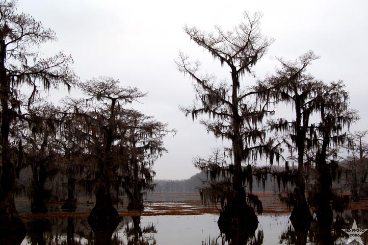 Caddo Fog