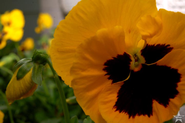 Spring Flowers 16