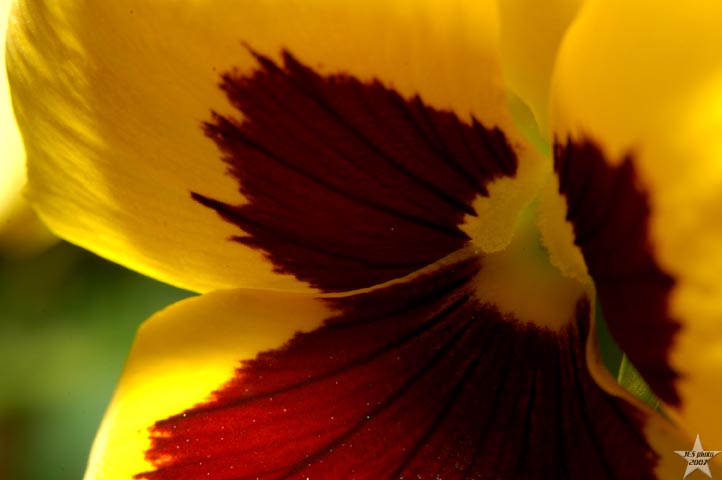 Spring Flowers 18
