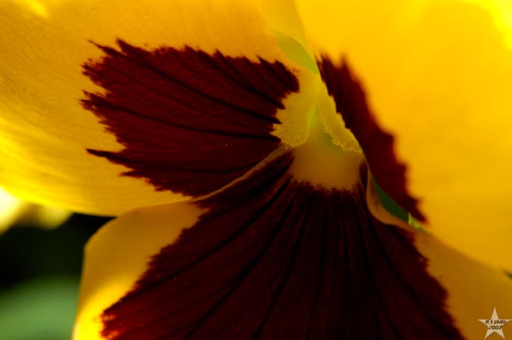 Spring Flowers 19