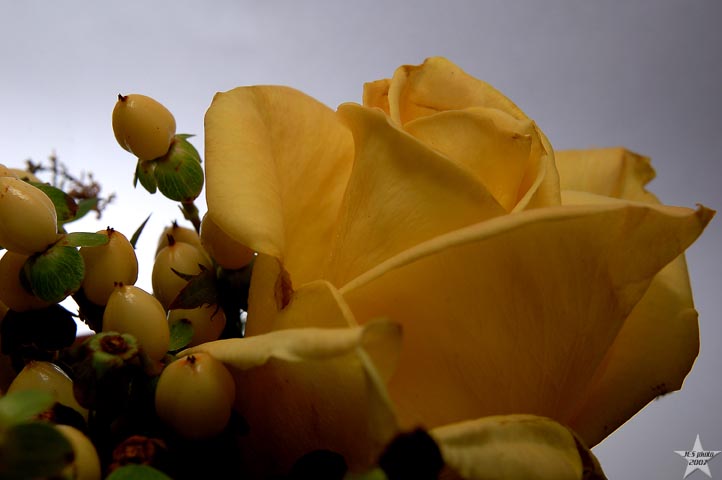 Yellow Rose Backlit