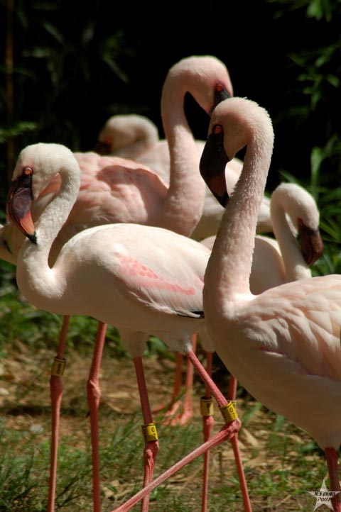 Flamingo Group