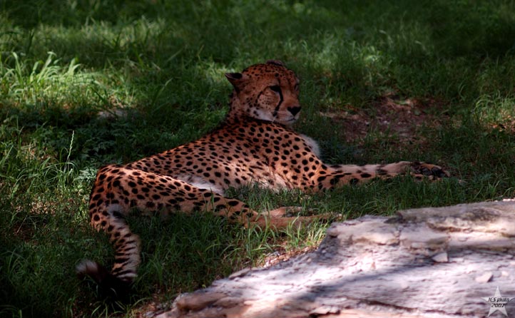 Cheetah