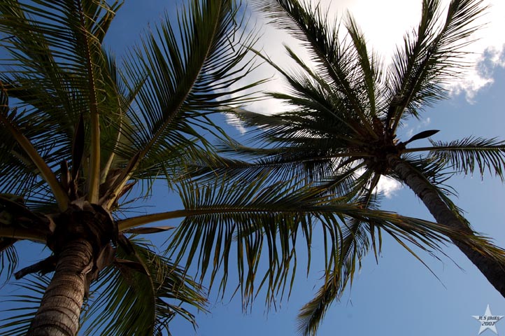 Outstretched to the Sky