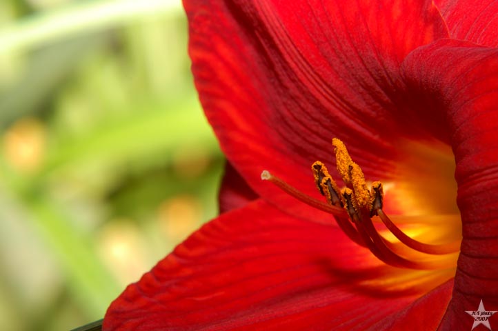 In the Garden