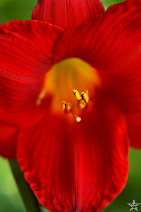 Petal of Focus
