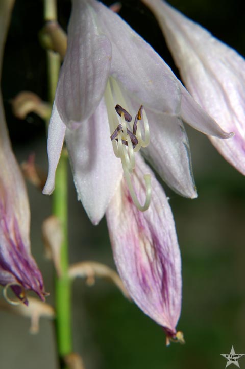 Maine Flowers
