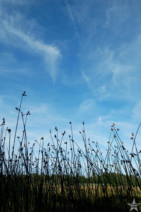 Outstretched to the Heavens