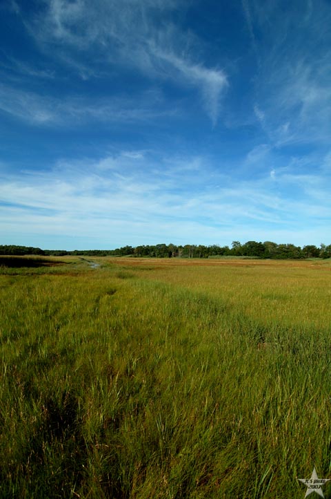 In the Marshlands