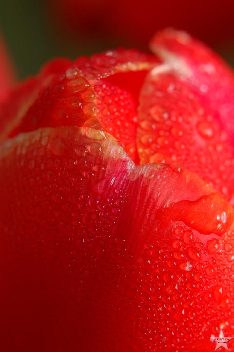 Tulip Perspiration