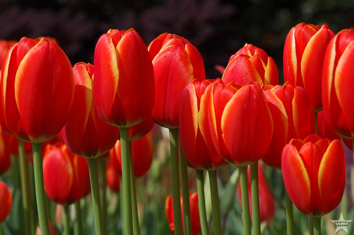 Tulip Line