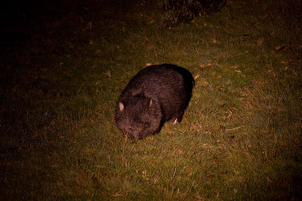 Common Wombat