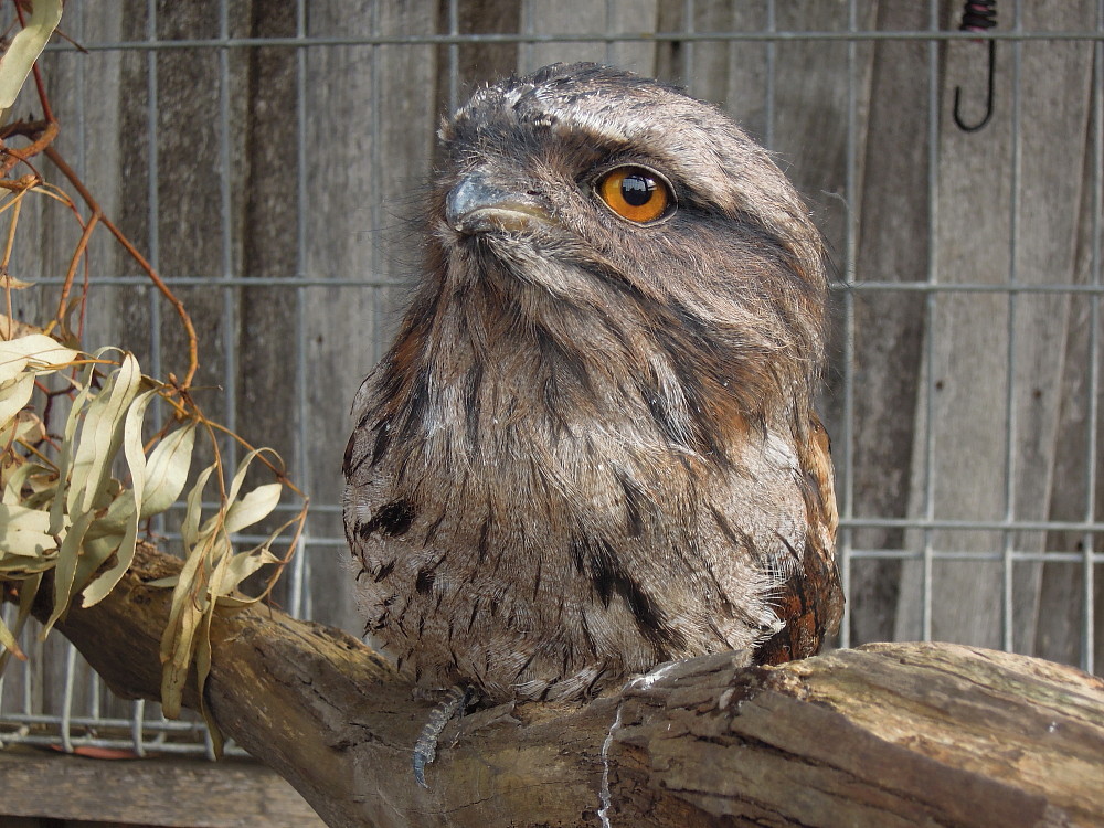 A rescued Frogmouth by Dr Tonia