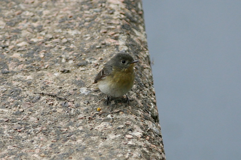 Mugimaki Flycatcher