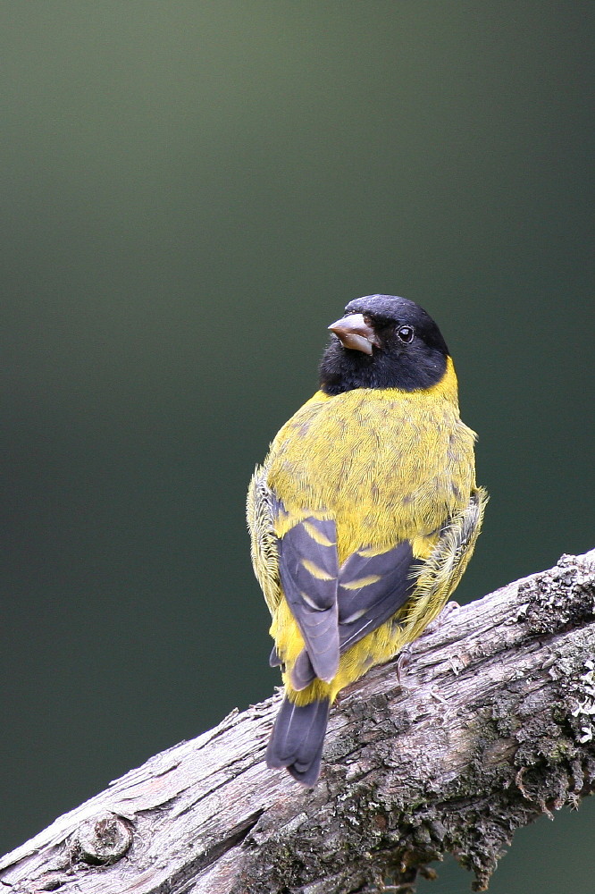 olivaceous siskin