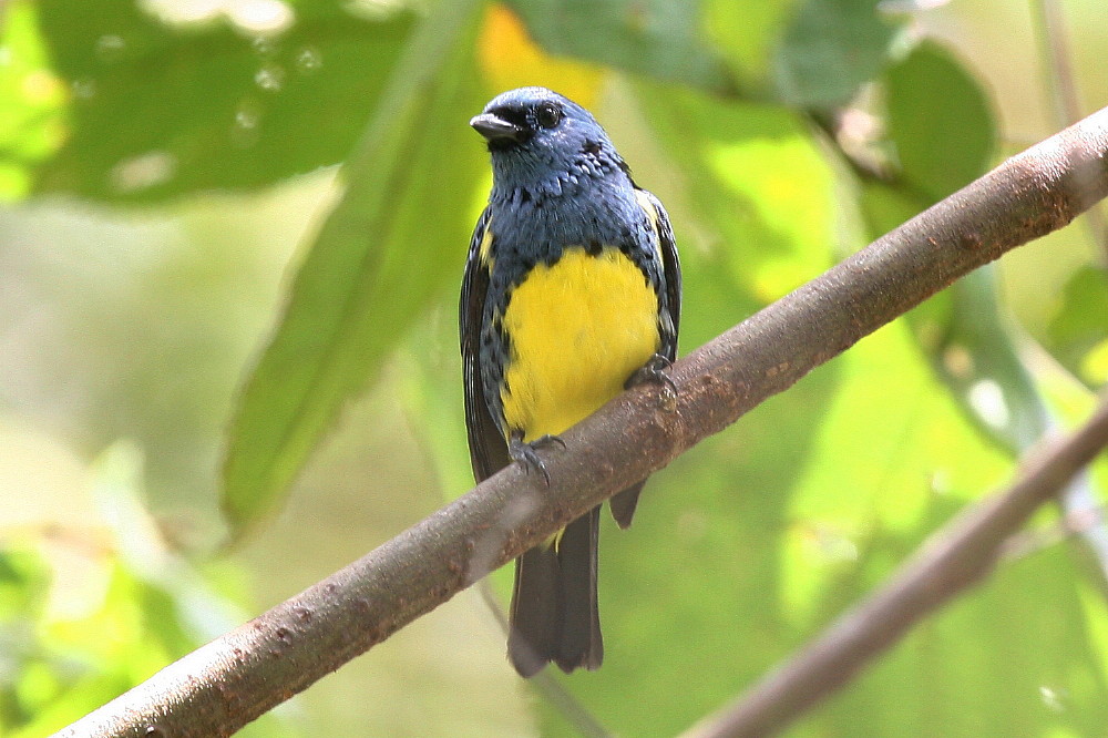 Turquoise Tanager