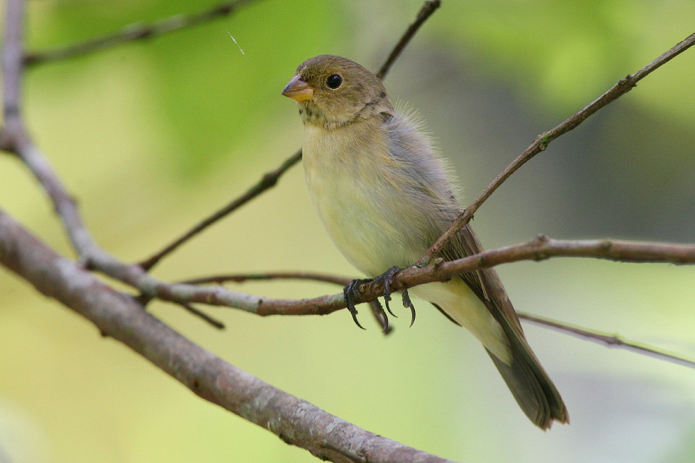 Double-collared Seedeater