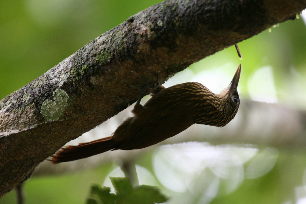 Buff-throated Woodcreeper