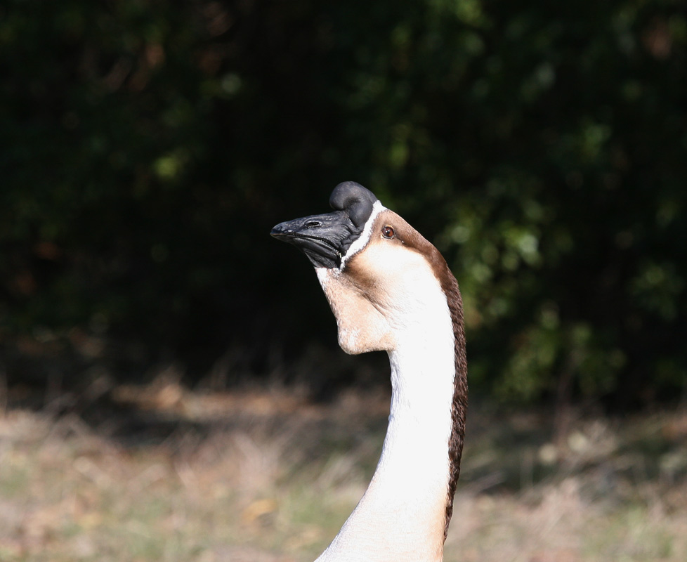 African Goose