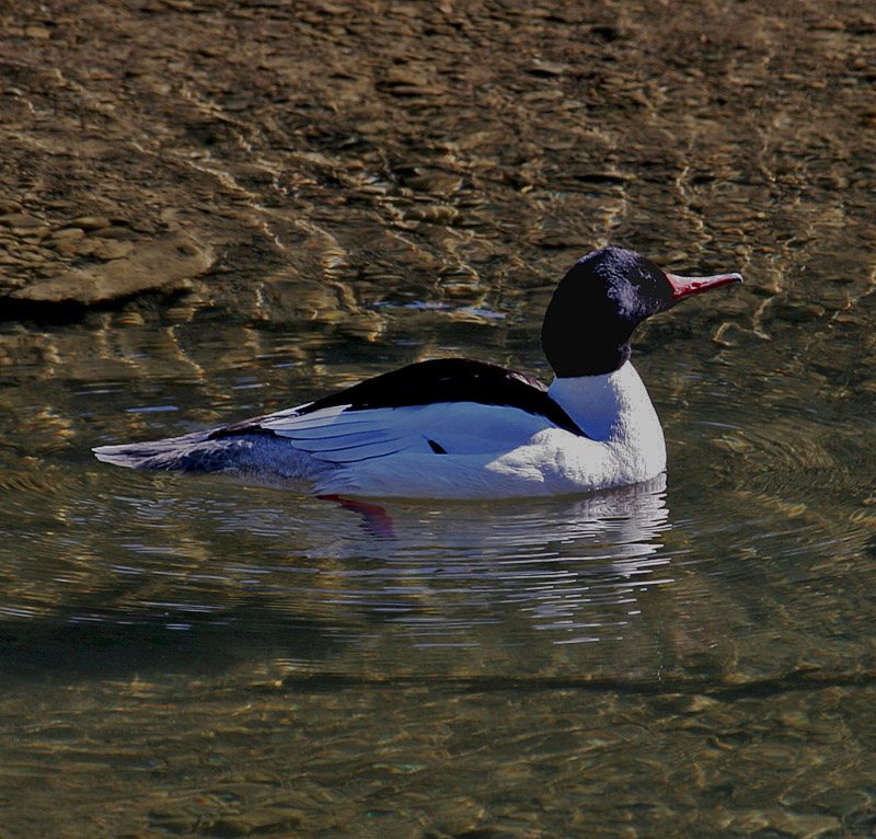 Merganser