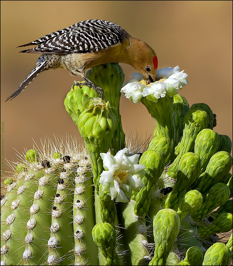 Gila Woodpecker 002