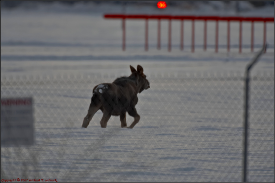 Loose Moose on the Runway...