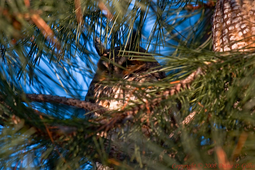 Long Eared Owl 013