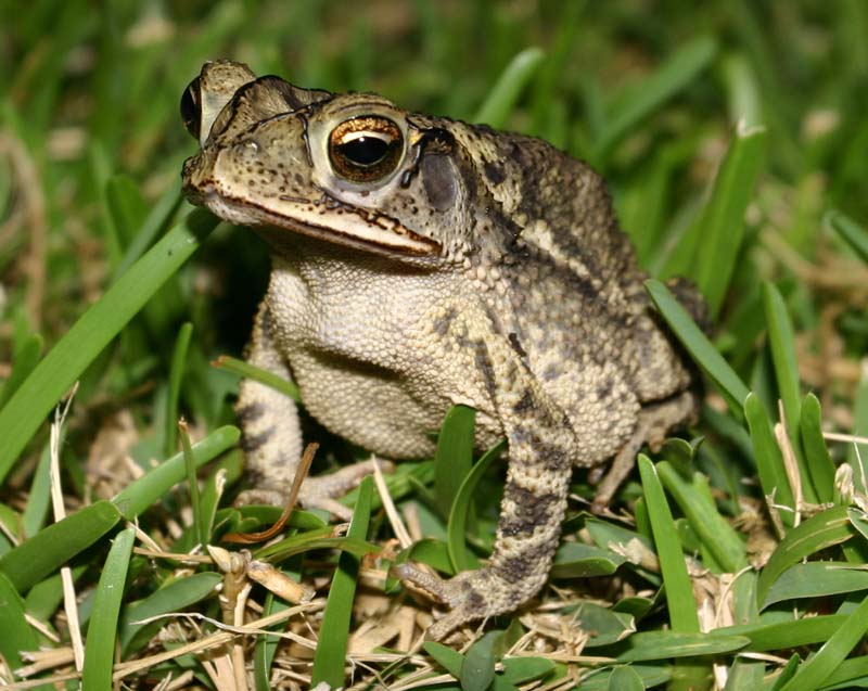 Gulf Coast Toad