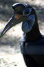 ground hornbill.jpg