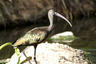 I believe glossy ibis.jpg