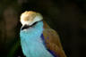 Raquet tailed roller.jpg