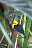 yellow  hooded blackbird.jpg