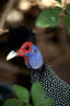 crested guinea fowl.jpg