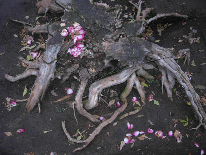 Stump With Loose Petals