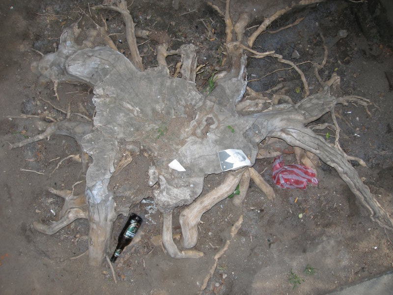 Stump With Beer Bottle and photograph