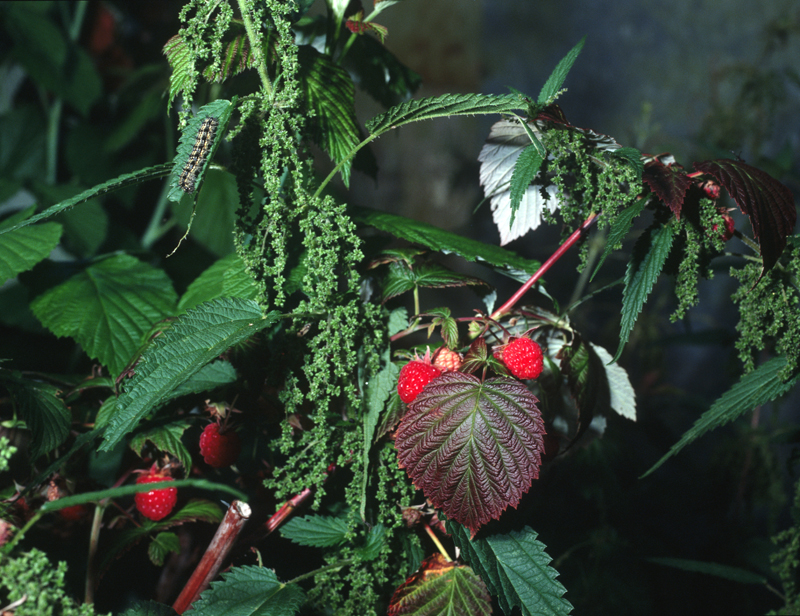 Caterpillar & Raspberries at Dacha