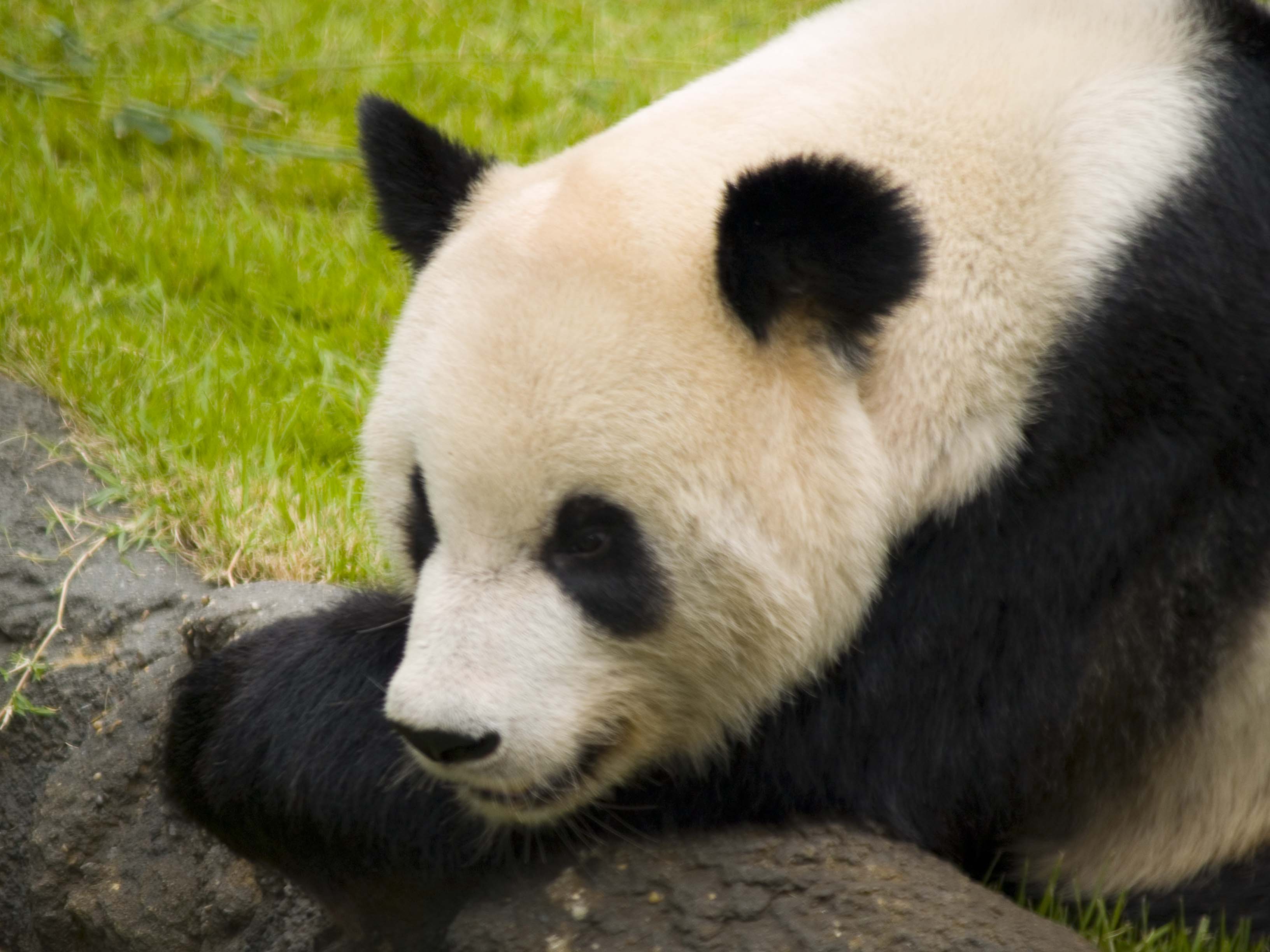 Panda 1.jpg