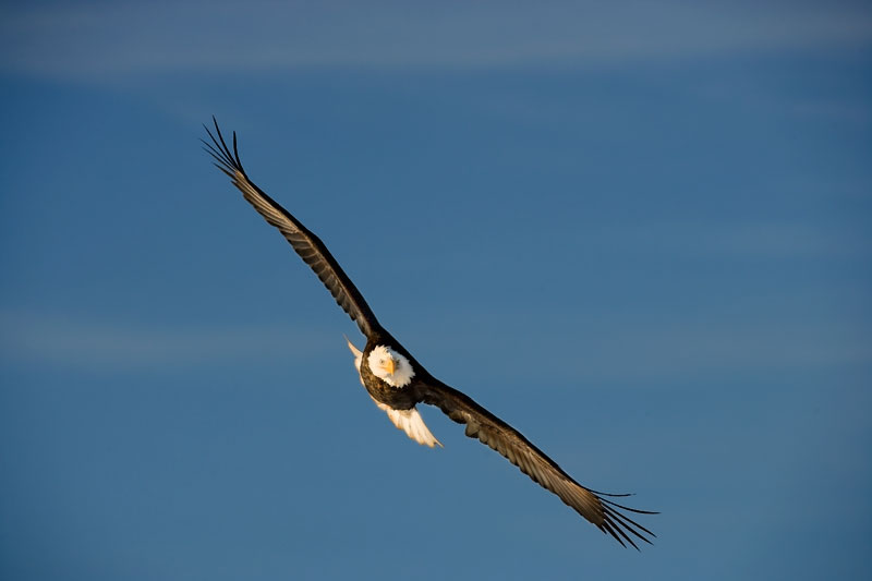 Homer-Eagles020709219-copy.jpg