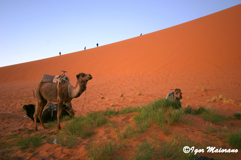 Merzouga