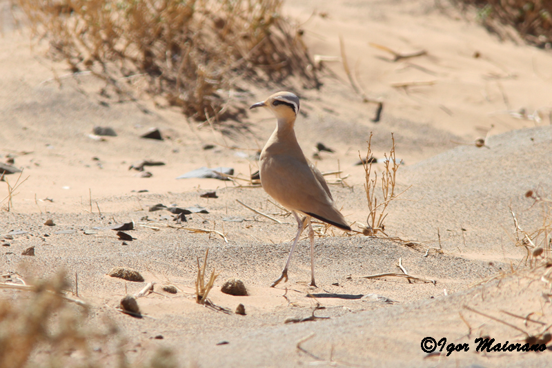 Corrione biondo (Cursorius cursor - Cream-colored Courser)