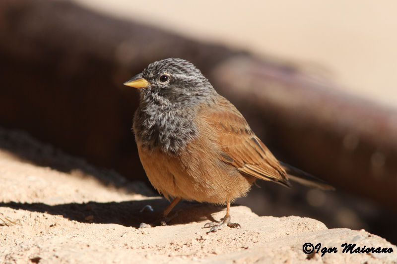 Zigolo delle case (Emberiza sahari - House Bunting)