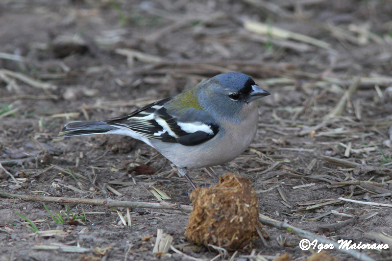 Fringuello ssp africana (Fringilla coelebs africana - African Chaffinch)