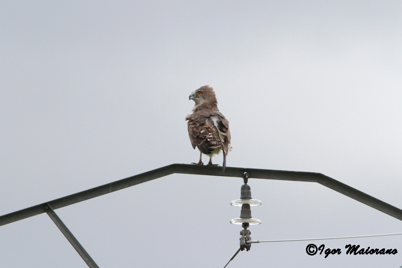 Biancone (Circaetus gallicus - Short-toed Eagle)
