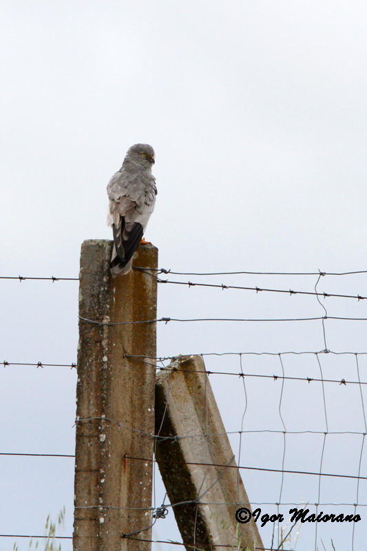 Albanella minore (Circus pygargus - Montagus Harrier)