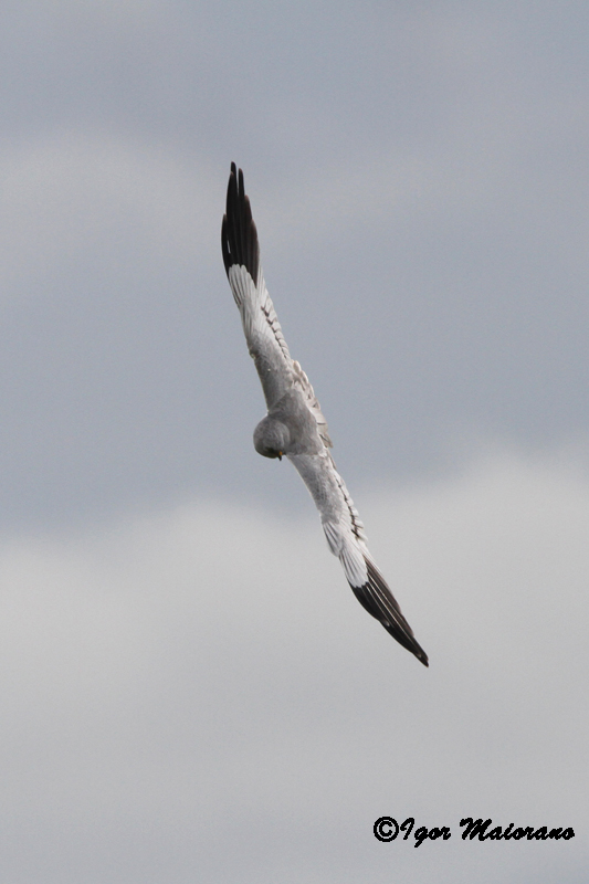 Albanella minore (Circus pygargus - Montagus Harrier)