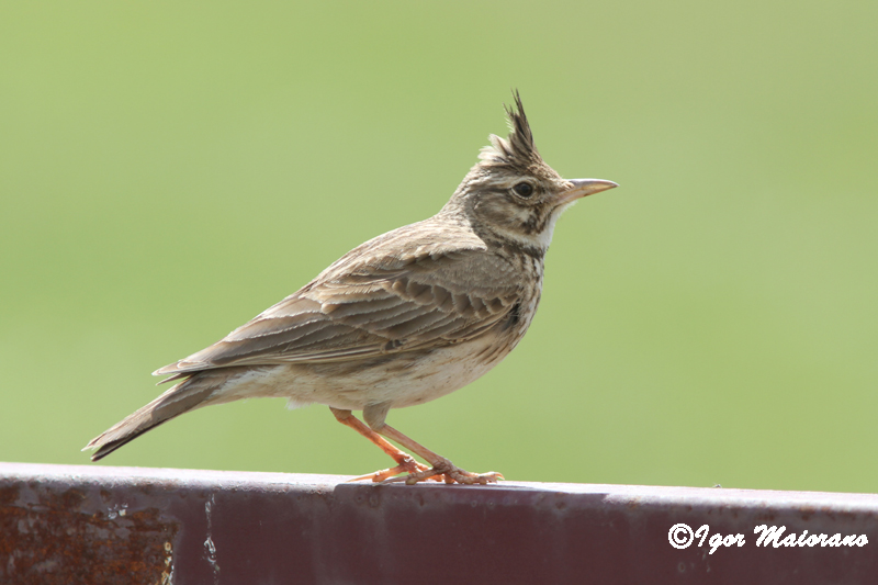 Cappellaccia (Galerida cristata - Crested Lark)